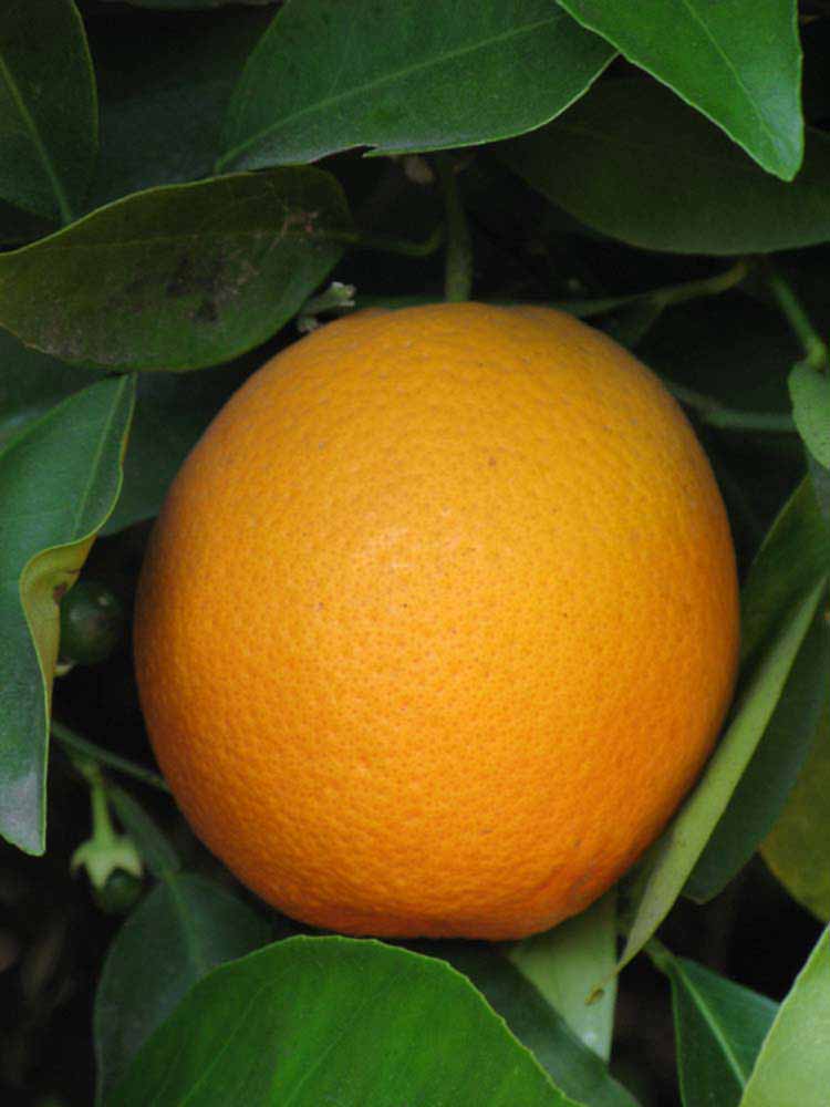            Fruit (Riverside, CA)   